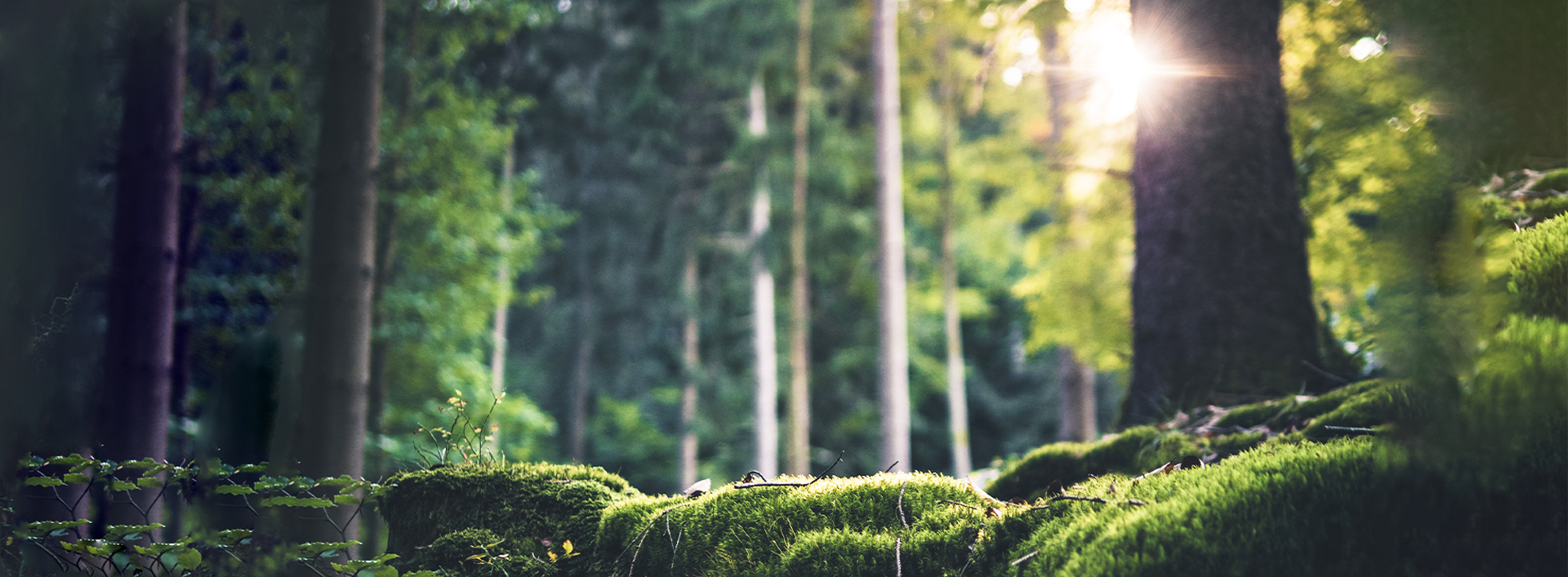 NACHHALTIGKEIT AUS ÜBERZEUGUNG